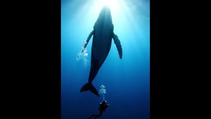 爱国者平板电脑m80 - 深蓝星球：探索海洋深处的未知世界